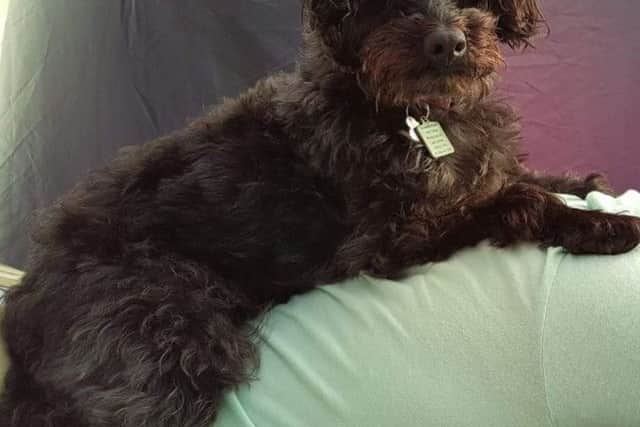 Can you help bring Lola home?