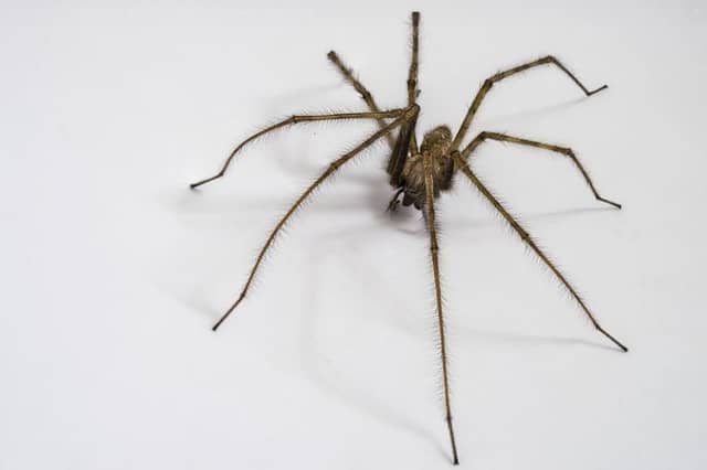 Arachnophobes look away now...