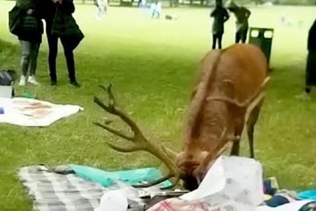 The deer went trampling across picnic rugs in search of food