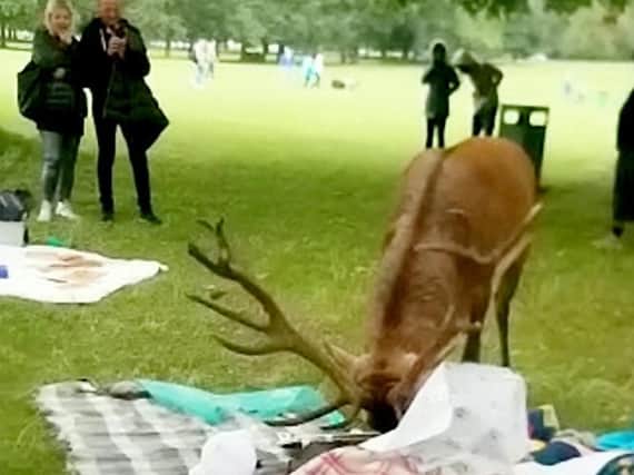 The deer went trampling across picnic rugs in search of food