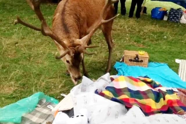 The animal stole fruit and sandwiches from the food basket