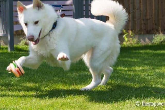 Marvellous Miska at play