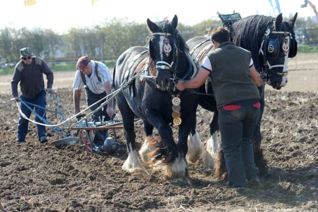 Southwell Ploughing Match.Ethel and Robin Worthington with Neil Lancaster, left, put Penny and Lizzie through their paces.