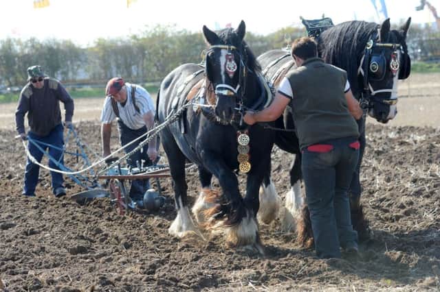 Southwell Ploughing Match.
Ethel and Robin Worthington with Neil Lancaster, left, put Penny and Lizzie through their paces.