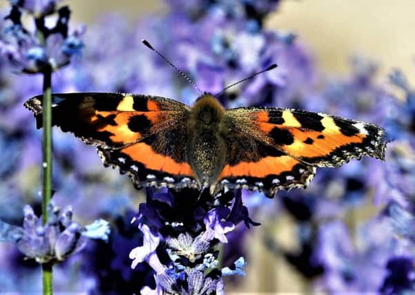 A tortoiseshell butterfly resting on a lavender bush. This stunning close-up was captured by Allan Hickman.