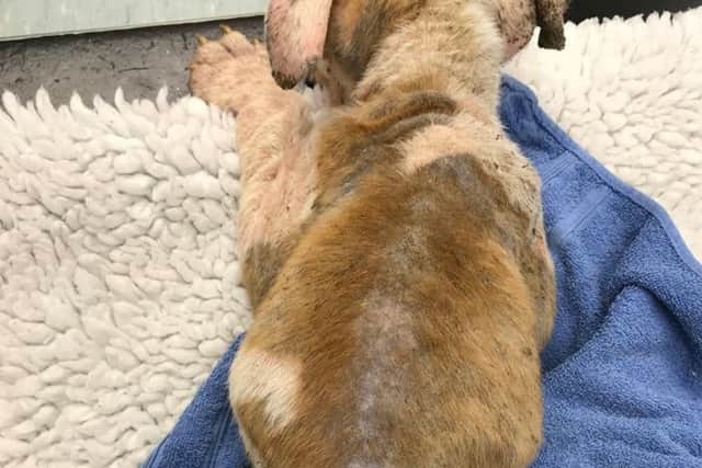 The dog was found on Ricket Lane, Blidworth.