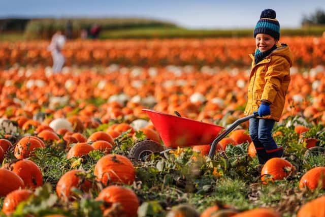 Hundreds of thousands of pumpkins which have been grown for the last 120 days were ripe for picking on Sunday (Oct 8).
