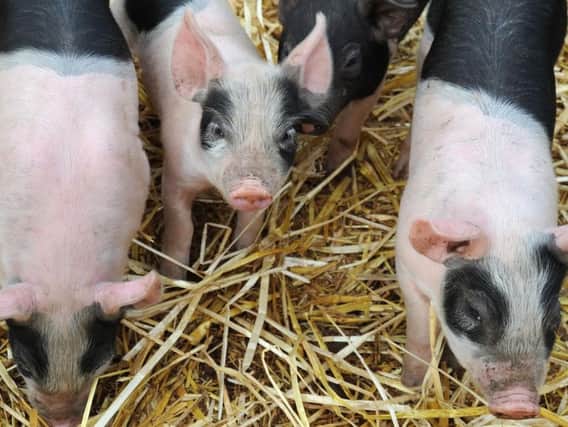 See two week old piglets at White Post Farm