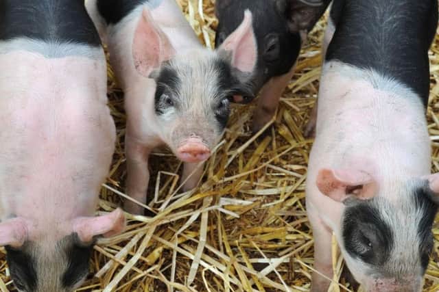 See two week old piglets at White Post Farm