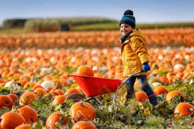 Luximon Annia, 3 of Rainworth chooses his punkpkin at one of the UK's largest pumpkin patches run by Maxyes Farm Shop, Kirklington, Nottinghamshire. See SWNS story SWLEpumpkin; Over 10 million pumpkins are now grown in the UK every year with the vast majority designed to be carved for Halloween rather than eaten.