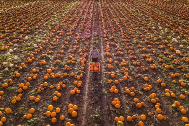 One of the UK's largest pumpkin patches run by Maxyes Farm Shop, Kirklington, Nottinghamshire is seen just before harvest. See SWNS story SWLEpumpkin; Over 10 million pumpkins are now grown in the UK every year with the vast majority designed to be carved for Halloween rather than eaten.