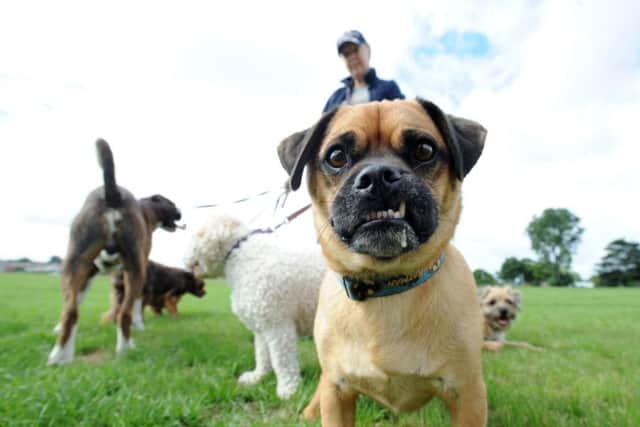 Dog walkers could be banned from certain parts of Ashfield parks and open spaces.