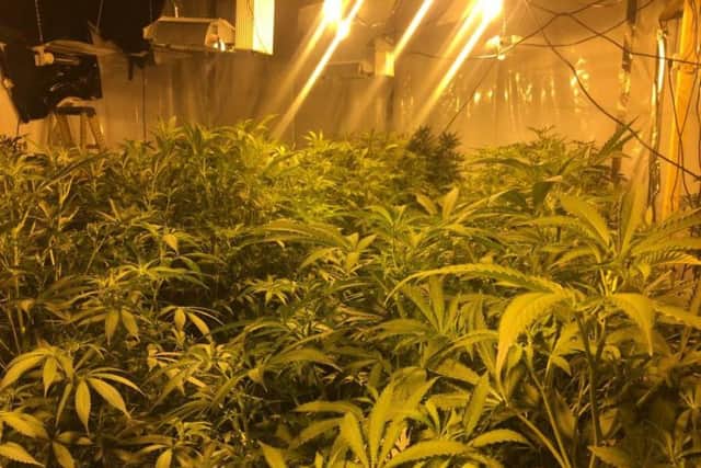 The cannabis plants recovered at the industrial unit.