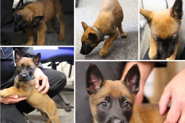 Belgian Shepherd Malinois has joined Nottinghamshire Police.
