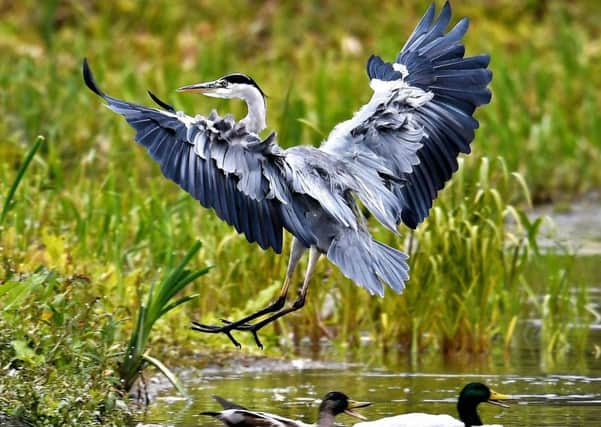 Allan Hickman captured this magnificent shot of a heron preparing to land.
