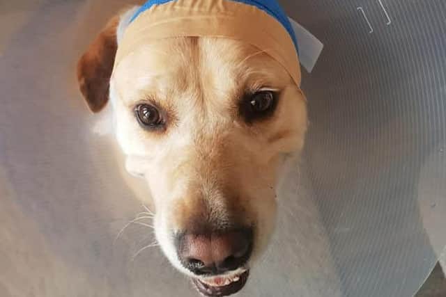 Hudson in his cone.