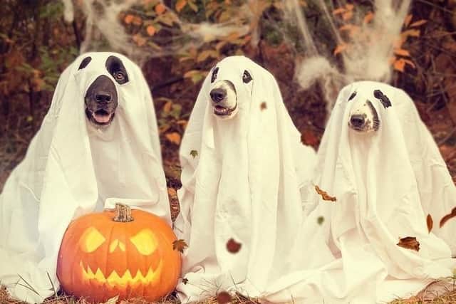 Share your pumpkin pictures with us.