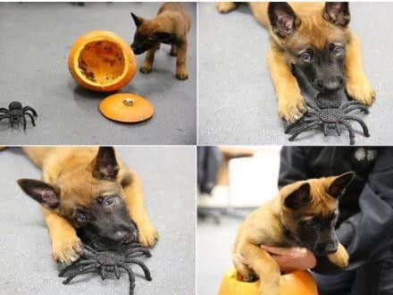 Pokie the police puppy gets into the Halloween spirit.
Picture courtesy of Notts Police