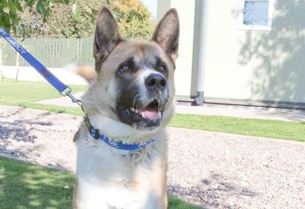 Terrific Tyson at the shelter