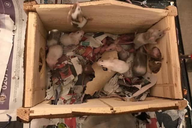 The box the mice were found in