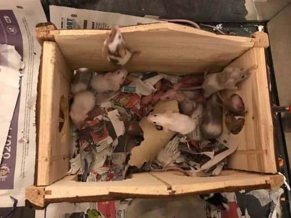 The box the mice were found in