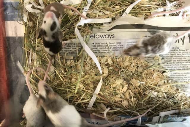 Some of the mice, which are now being looked after by the RSPCA