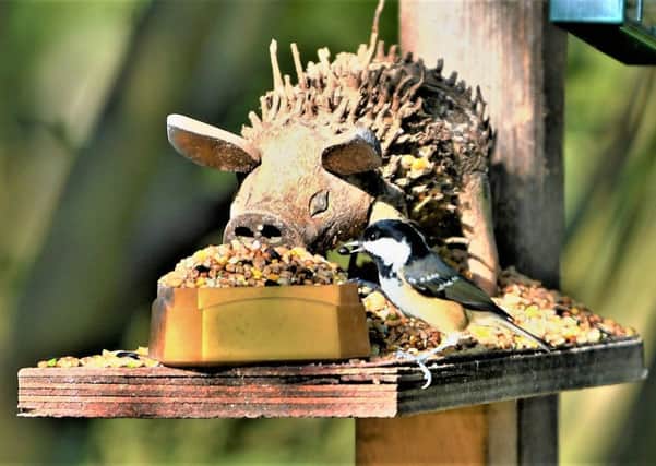This coal tit doesnt seem phased by this unusual but comical bird feeder. A fantastic close-up taken by Allan Hickman.