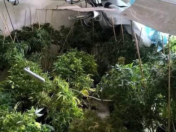 Cannabis plants, such as the ones pictured here, were recovered from a property on Nottingham Road, Mansfield