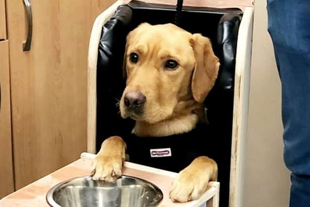 The specially designed chair allows Buck to sit upright to eat his food