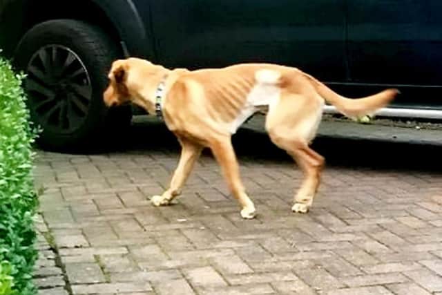 His medical condition means that Buck weighs just half of what he should at his age