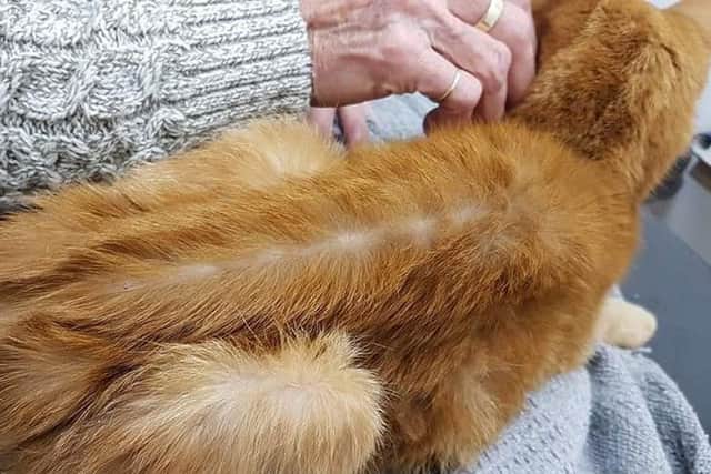 Alfie when he was found