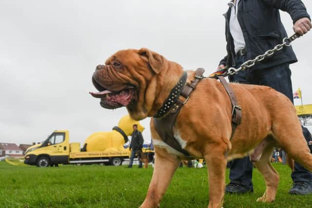 The Great North Dog Walk on The Leas, South Shields on Sunday.