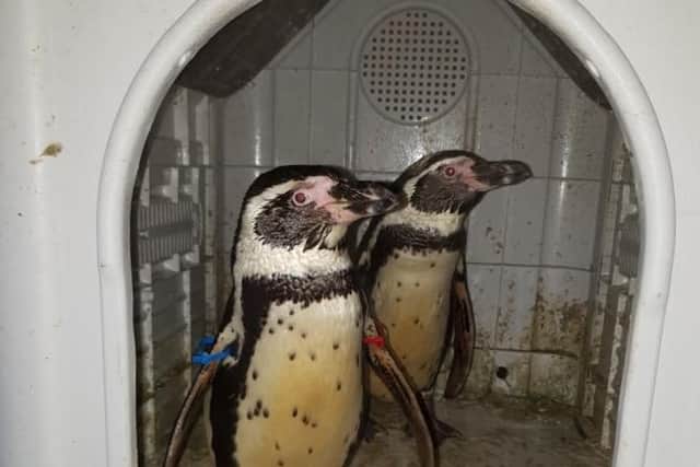 The penguins.