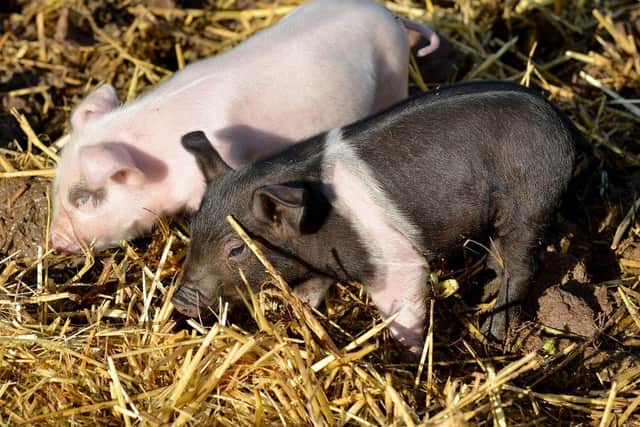 New piglets at White Post Farm.