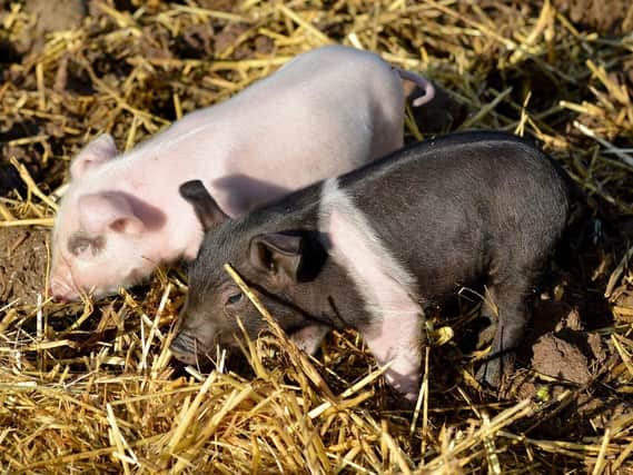 New piglets at White Post Farm.