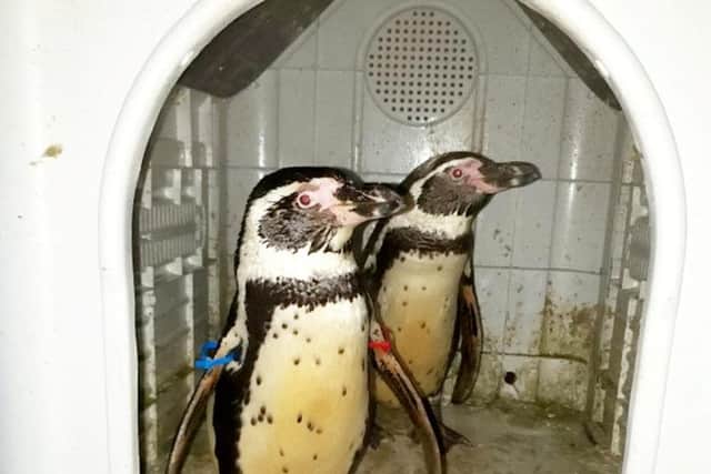 The penguins had been stolen from a zoo before being advertised for sale on Facebook