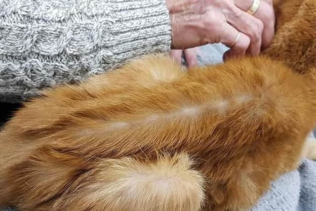 Fluffy skeleton Alfie when he was found.
