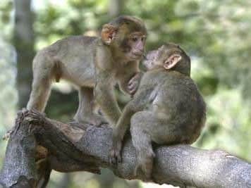 Barbary macaques, apes, at Monkey Forest, near Stoke-on-Trent.