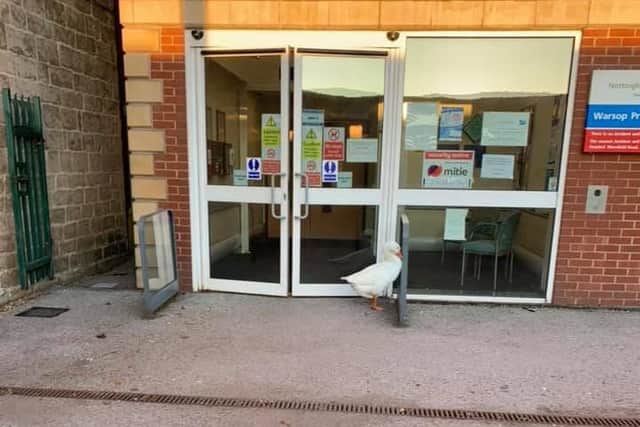 A goose was in line to see a quack this morning, as it waited outside Warsop Primary Care Centre