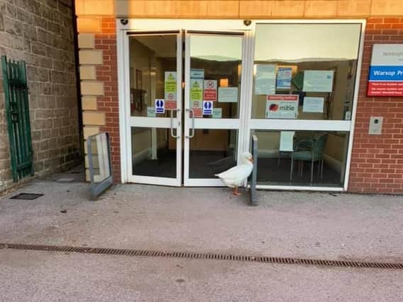 A goose was in line to see a quack this morning, as it waited outside Warsop Primary Care Centre