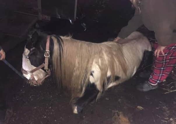 The young horse, now named Brave Valentine, was dumped and left for dead. (Picture courtesy of Gaily Edwards)