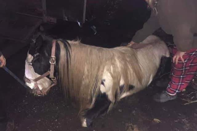 The young horse, now named Brave Valentine, was dumped and left for dead. (Picture courtesy of Gaily Edwards)