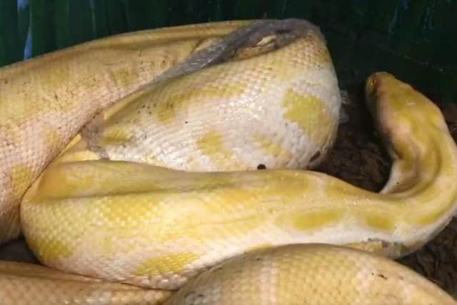 Willow the snake.