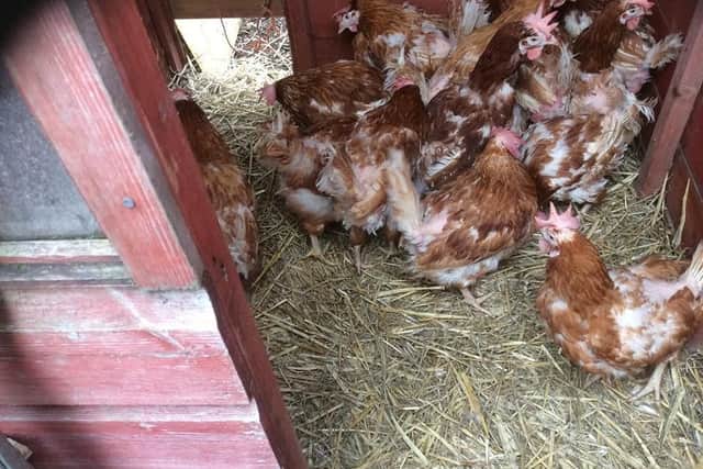 The hens were some of the better kept ones that Janet had seen, but were still in a 'sorry' state