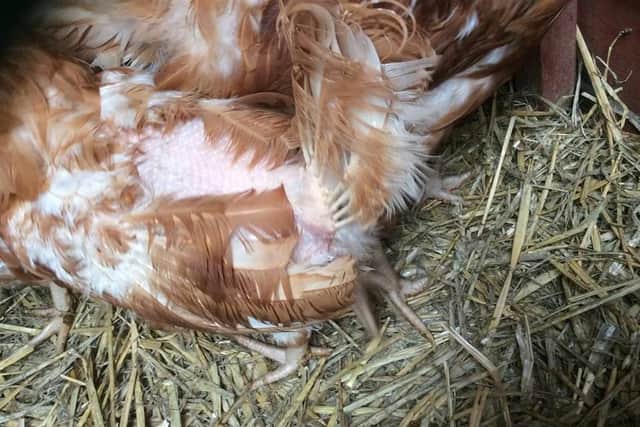 Some of the 'frail' hens that were rescued by Janet