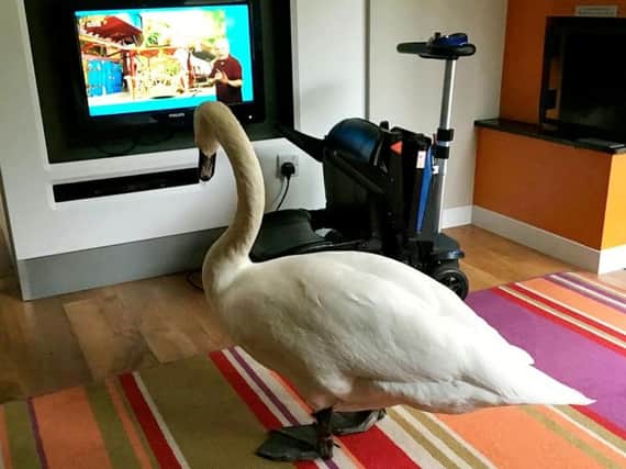 The big swan watching CBeebies. Picture: SWNS.