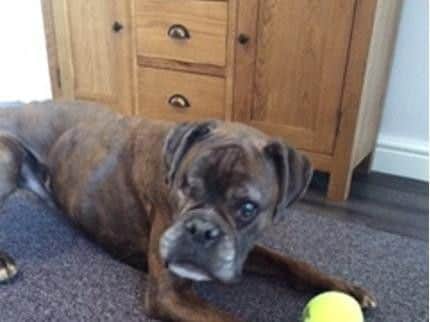 Bruno, a seven-year-old boxer cameto Notts and Yorkshire Boxer Rescue inDecember 2017, from his family in the Isle of man.