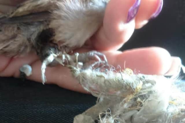 The bird with waste wrapped around its leg.