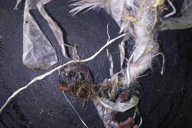 The birds leg was lost due to loss of circulation.