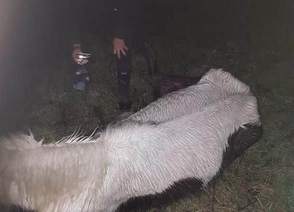 Four more horseshave been dumped in the last week aroundPinxton Lane Kirkby